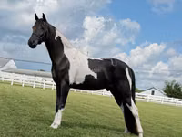 घोड़ा, Tennessee Walking Horse — फ़ोटो 6