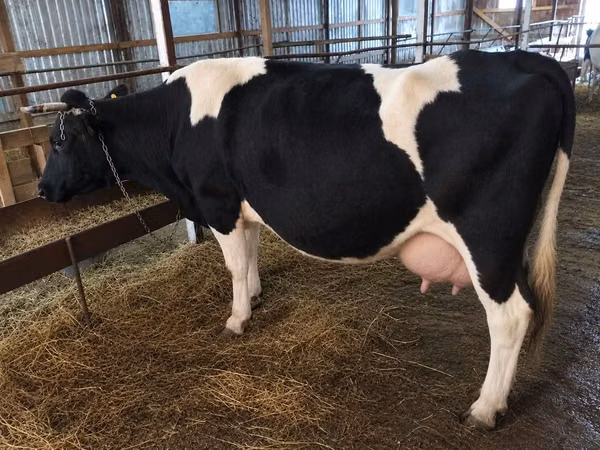 Vaca, Russian Black pied cattle