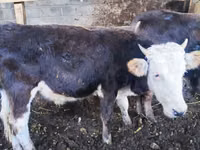ثور, Russian Black pied cattle — الصورة 4