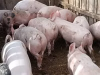 Sow, Pigs — photo 1