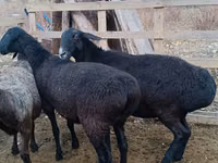كبش, Edilbay sheep — الصورة 3