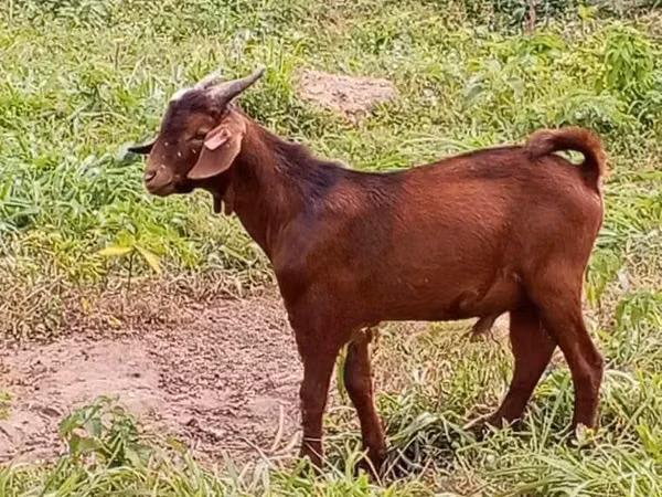 Cabras (lote, sexo no especificado), Cabras
