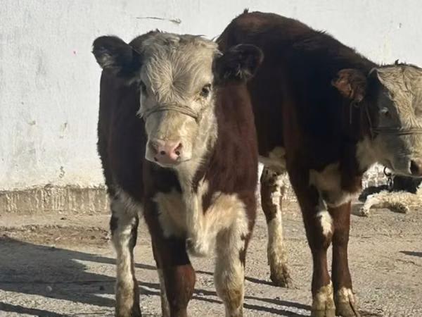 Vaca, Simmental cattle