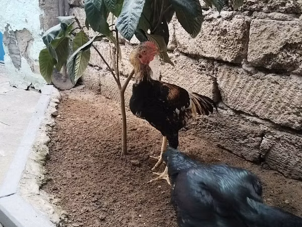 银乌德蓝