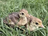 Guinea fowl — photo 4