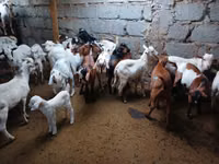 बकरियाँ (लॉट, लिंग निर्दिष्ट नहीं), बकरियाँ — फ़ोटो 1