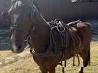 حصان, Hackney horse — الصورة 3