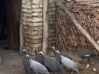 Pearl Grey — photo 2