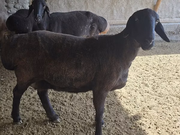 भेड़, Hissar sheep