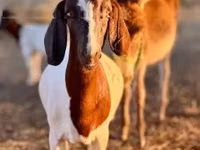 बकरी, Boer goat — फ़ोटो 2