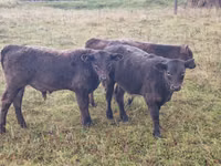 Bulle, Galloway-Rind — Foto 2