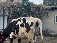 Cow, Russian Black pied cattle — photo 1