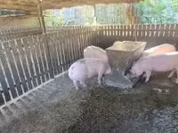 Sow, Pigs — photo 3