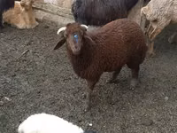 भेड़ें (लॉट, लिंग निर्दिष्ट नहीं), Red Karaman sheep — फ़ोटो 1