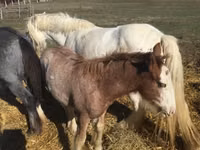 Hengst, Gypsy horse — Foto 3