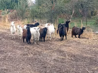 बकरी, Alpine goat — फ़ोटो 2