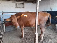 Cow, Red Estonian cattle — photo 2