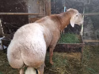 Ram, Rambouillet sheep — photo 2