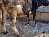 Cow, Alatau breed — photo 4