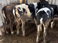 بقرة, Russian Black pied cattle — الصورة 1