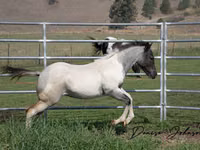 حصان, National Show Horse — الصورة 3