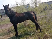 حصان, Altai horse — الصورة 5