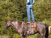 Horse (M), Quarter Horse — photo 6