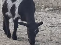 Ziege, Ziegen — Foto 2