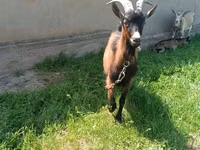 Goat, Czech Brown Shorthaired goats — photo 2