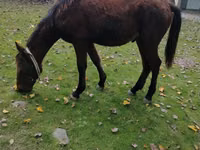Caballo, Caballos — foto 4