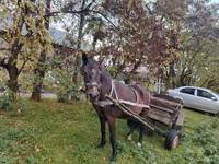 Mare, Horses — photo 1