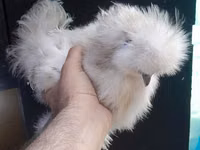 Chickens — Foto 2