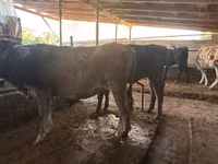 بقرة, Swiss cattle — الصورة 8