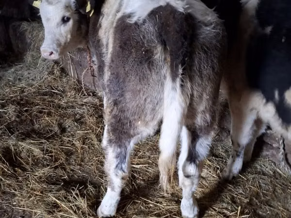 Cow, Simmental cattle