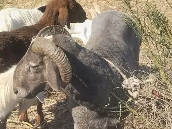 Carnero, Arabi sheep