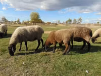 भेड़, Tsigai sheep — फ़ोटो 2