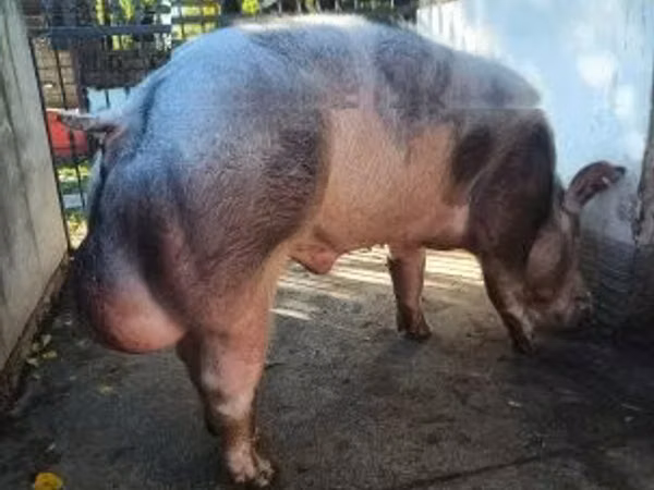 Boar, 