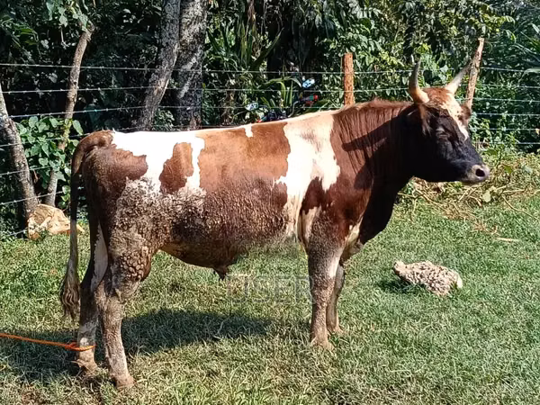Bull, Cattle