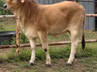 Vaca, Brahman — foto 6