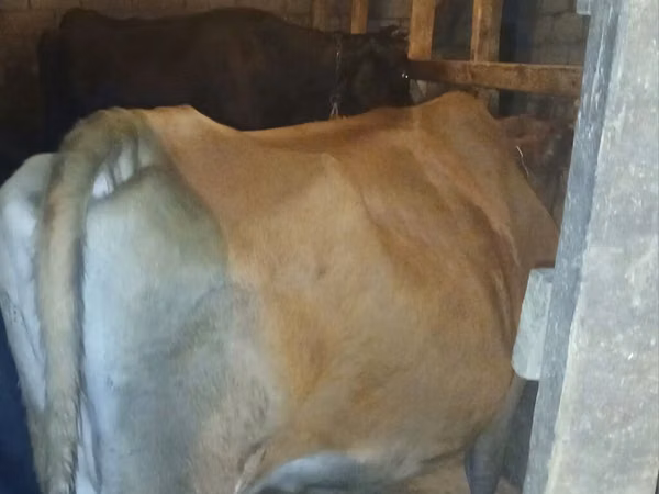 Kuh, Wilder Yak