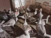 Ducks — photo 3