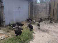 أوسترالورب — الصورة 4