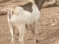 ماعز (دفعة، الجنس غير محدد), Nubian Goat — الصورة 2