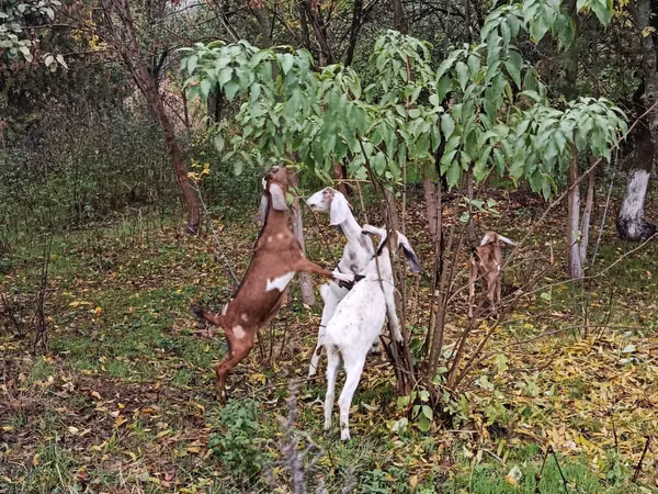 Goat, Nubian Goat