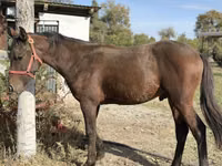 Horse (M), Kyrgyz Horse — photo 3