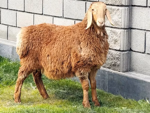 भेड़, Hissar sheep