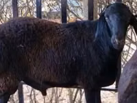 كبش, Kazakh fat-tailed coarsewool sheep — الصورة 1