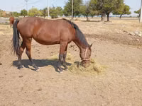 Yegua, Kyrgyz Horse — foto 1