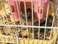 2 eded hamster qefesi ve apilkasi ile birlikde verirem qefes baha — الصورة 3