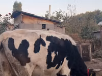 Cow, Russian Black pied cattle — photo 4